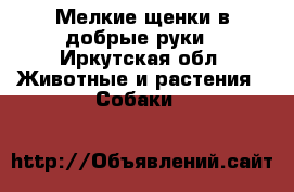 Мелкие щенки в добрые руки - Иркутская обл. Животные и растения » Собаки   